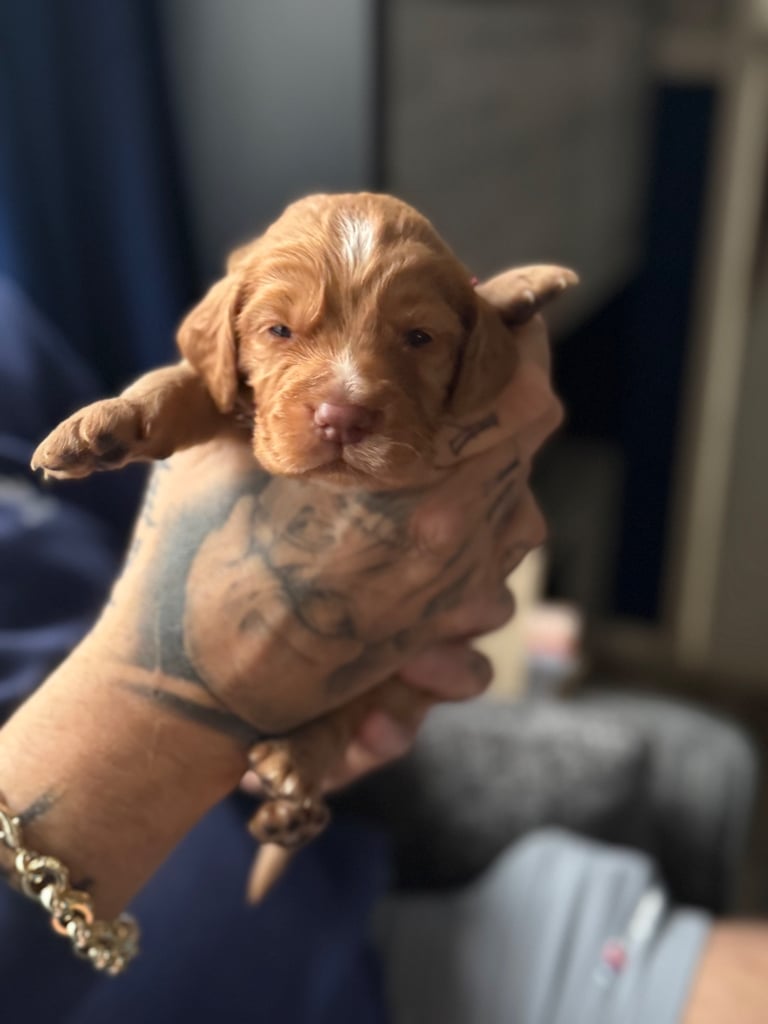 Gorgeous litter of cocker spaniel pups 