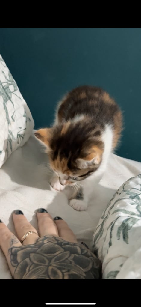 Kitten for sale! 