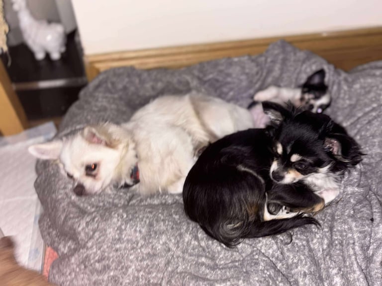 Tiny chihuahuas, long haired, £800 each 