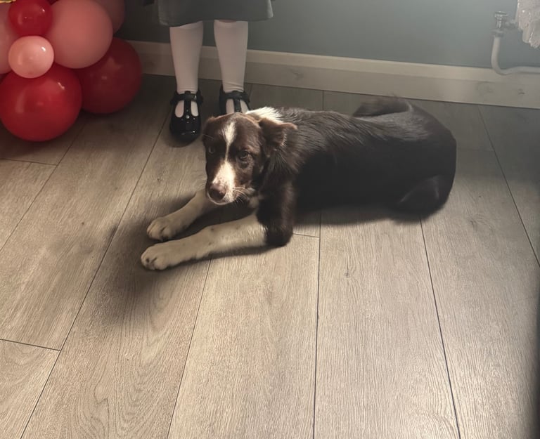  Border Collie full bred