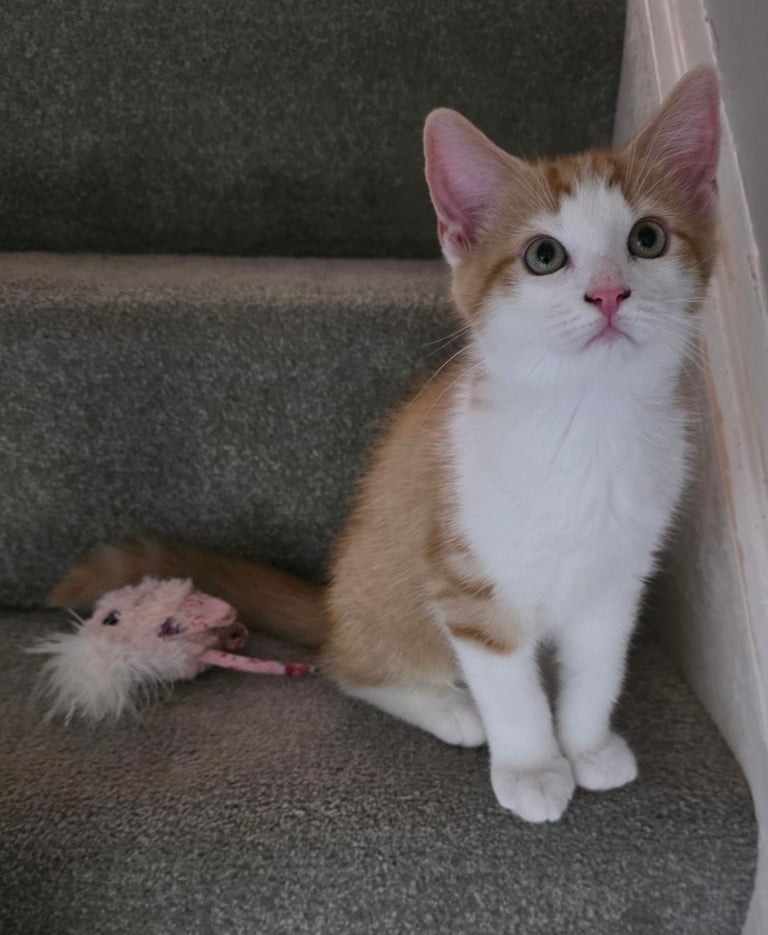 Mainecoon Cross Kittens (READY TO GO)
