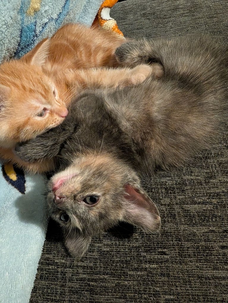 Beautiful litter of kittens 