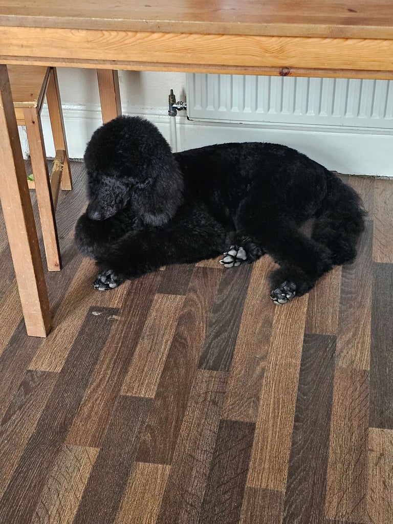 Standard poodle 6 months old female