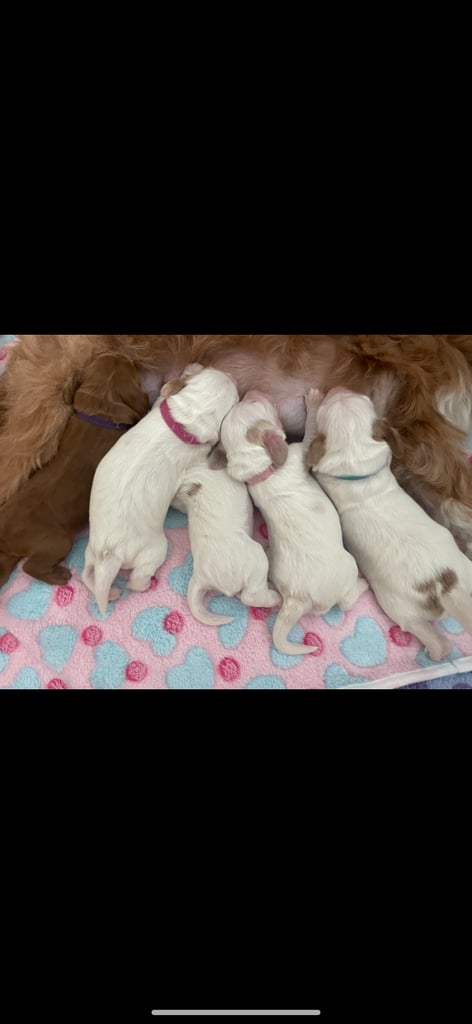 Gorgeous F2b Cockapoo puppies ready to reserve