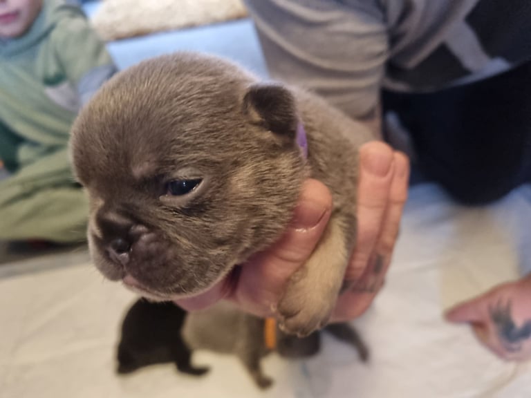 French/English bulldog puppys 