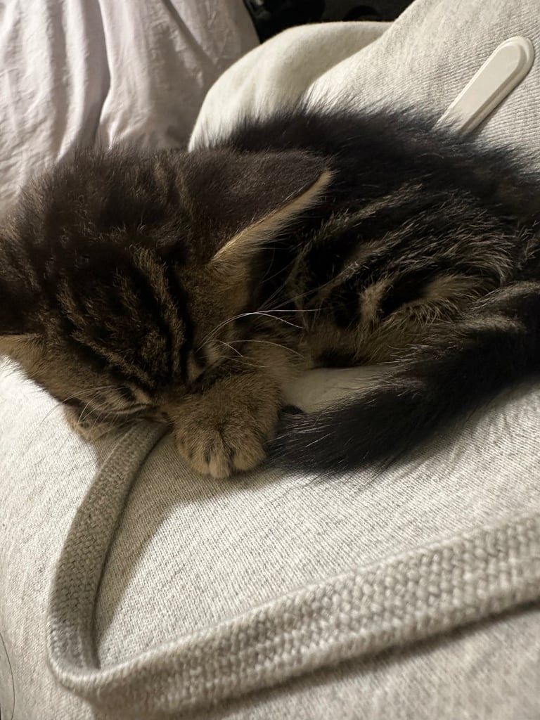 Tabby Kitten