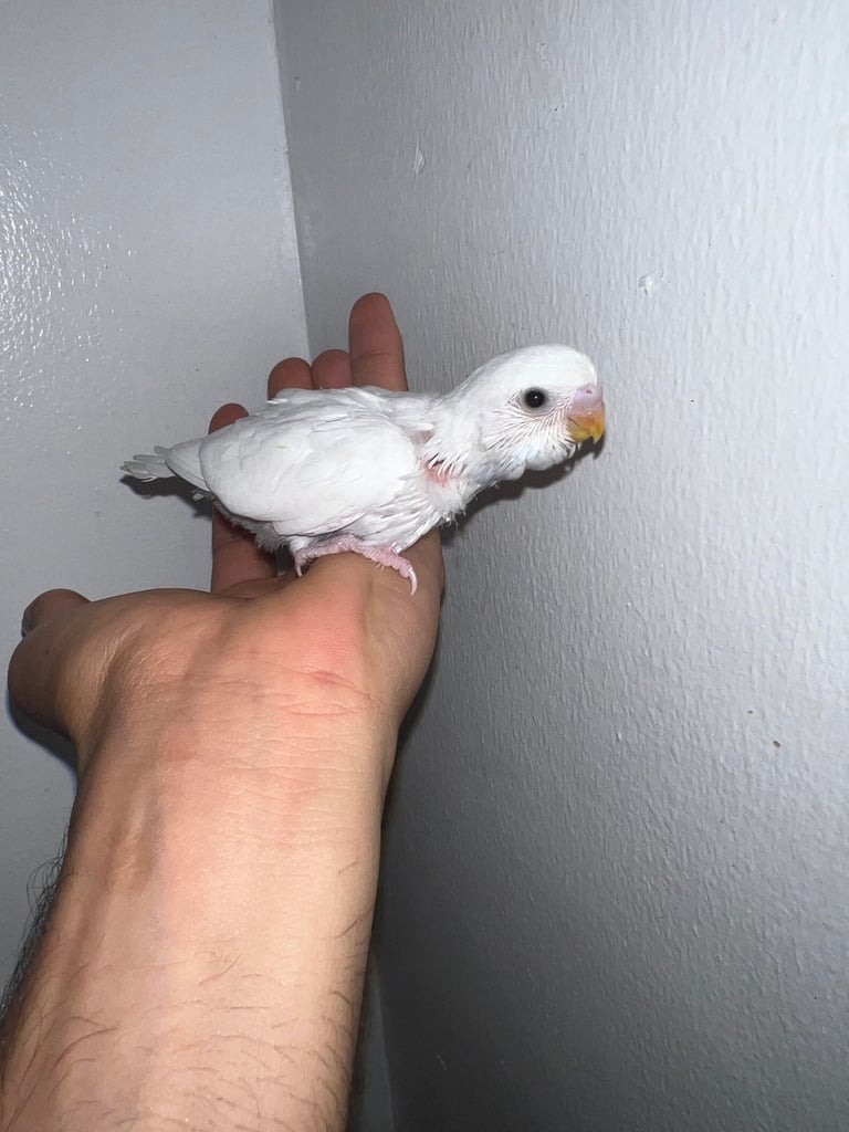 Tame baby budgies