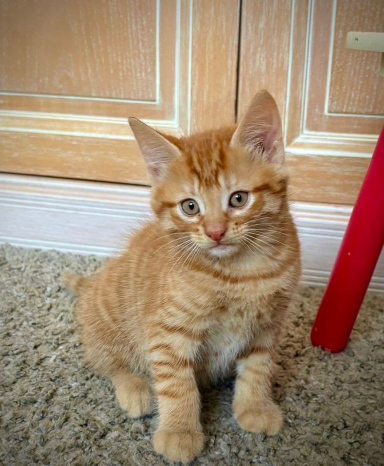 Ginger kittens 