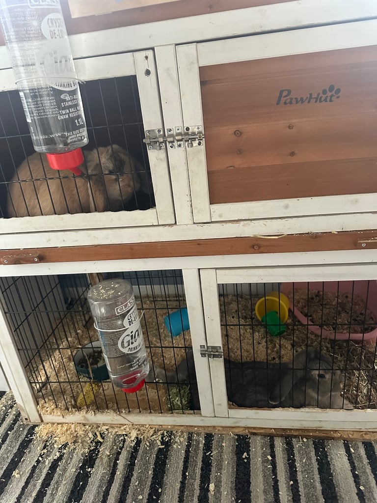 2 female rabbits for sale sister from same litter 