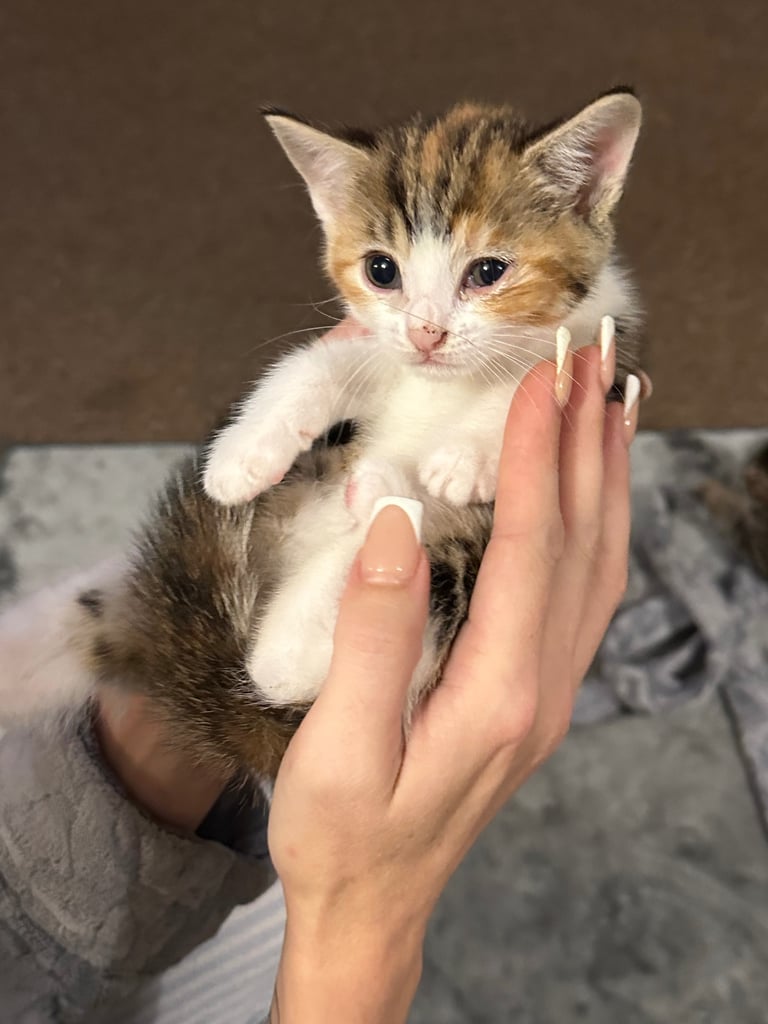 Kittens 