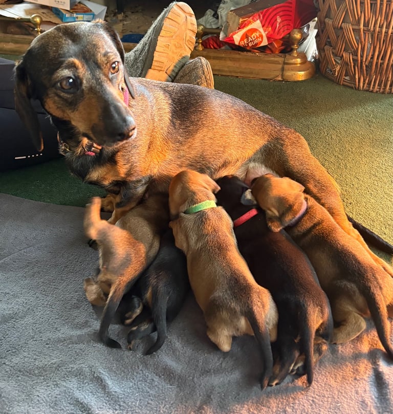 Adorable dachshund puppies 