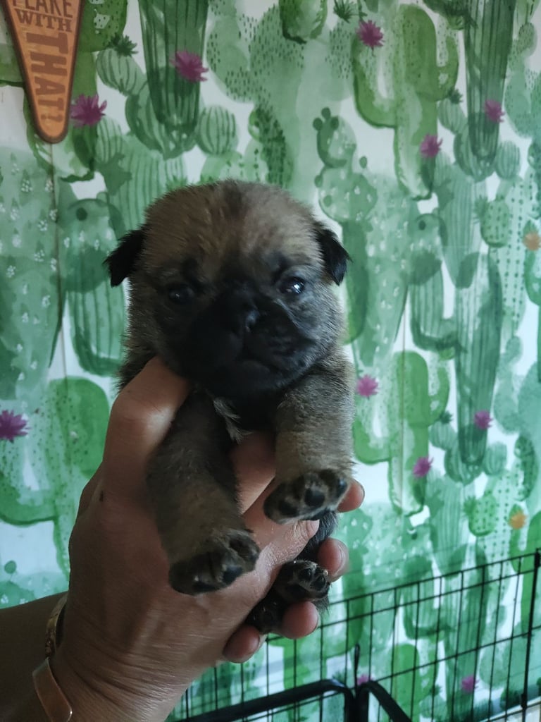 Pug x border terrier pups ready 21st nov 