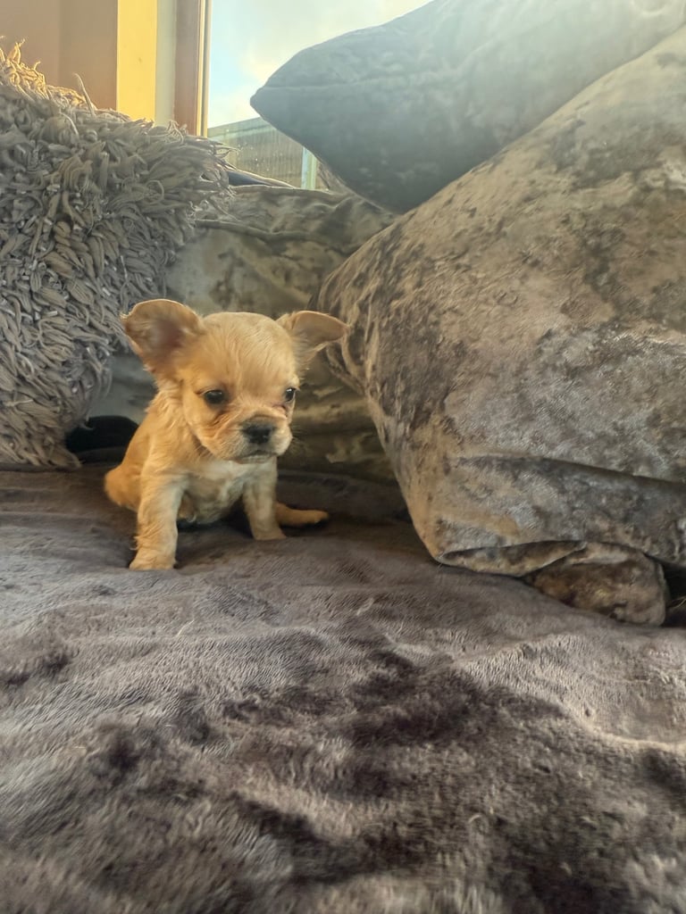 French bulldog puppies