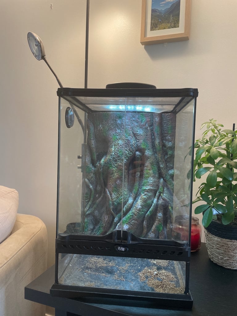 Vivarium for a gecko plus light, plants, vitamins and accessories 