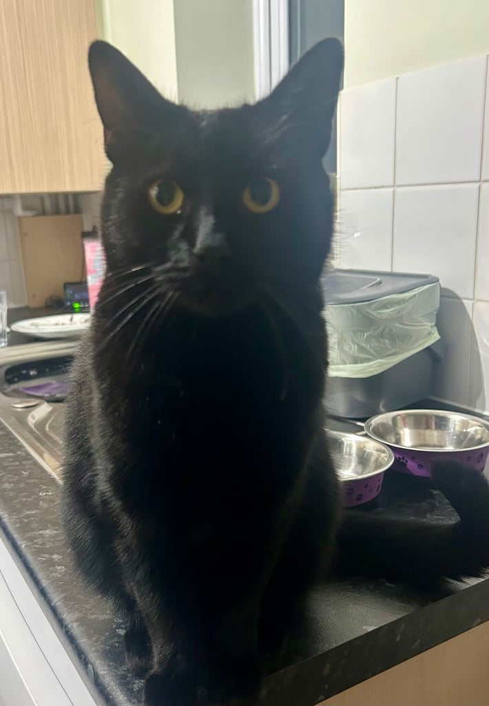 Cat looking for a loving home 