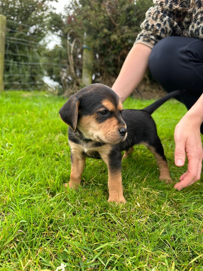Golden retriever x red pointer(1 male pup left)