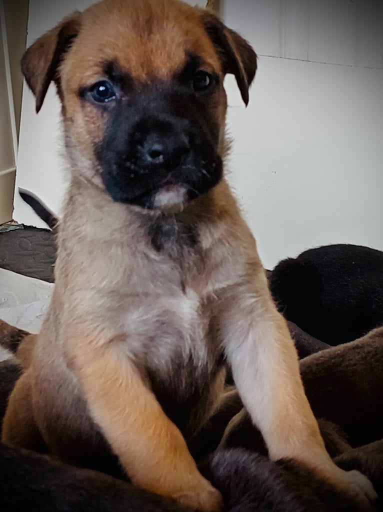 Cane Corso × Belgian Malinois Puppies 3/4 left 