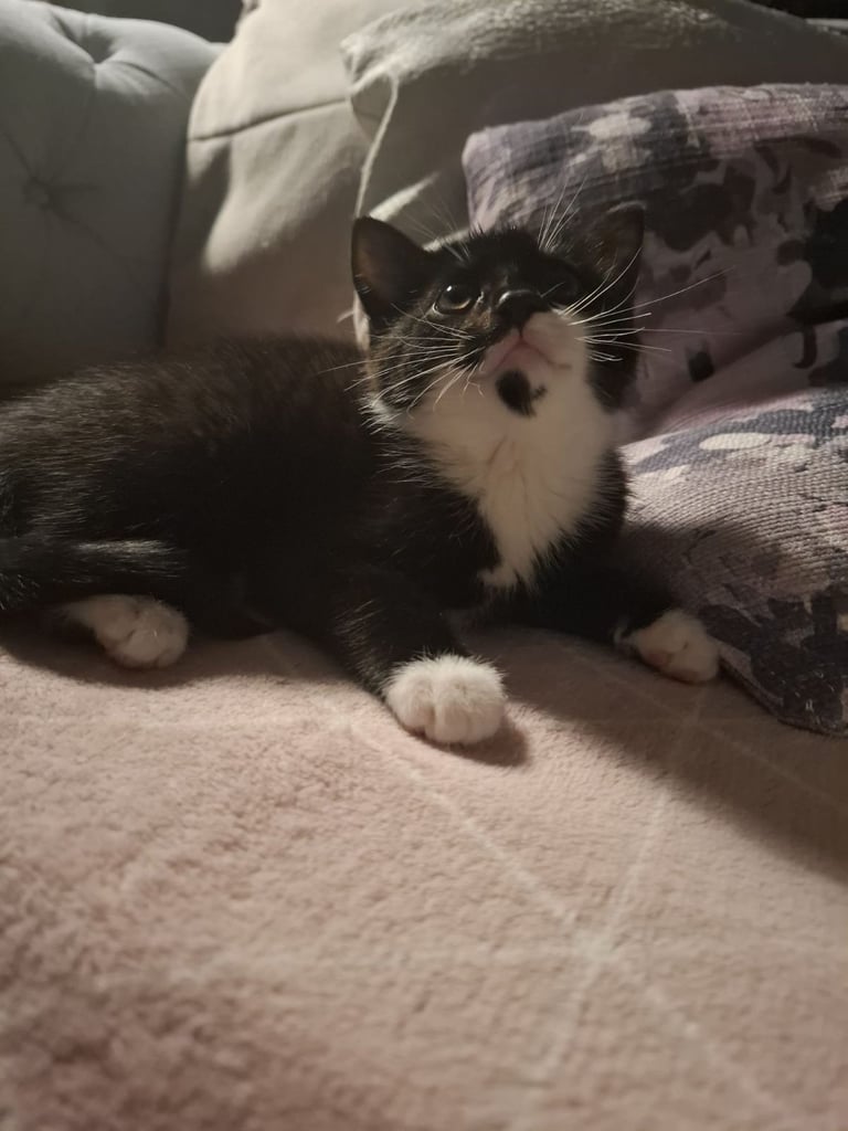 Male kitten ready to go