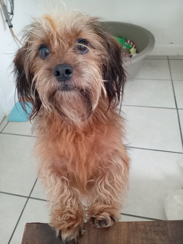 Dee Dee is looking for a forever home! 