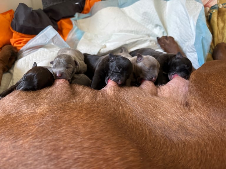 Beautiful Staffy Puppies for sale 