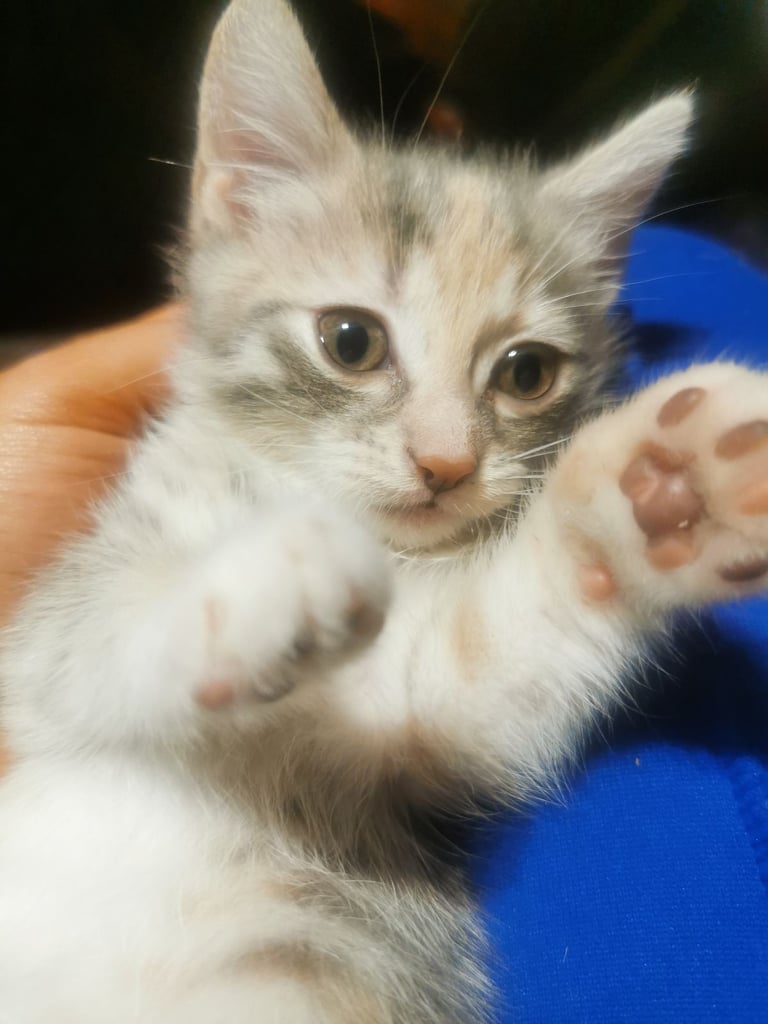 Beautiful British short haired kittens for sale 