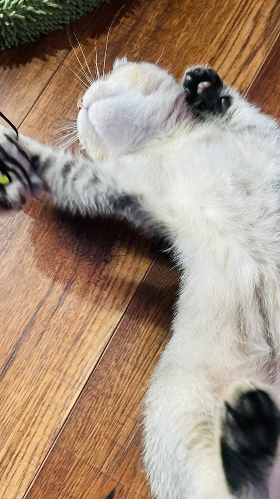 Beautiful BSH boy in rare colour 