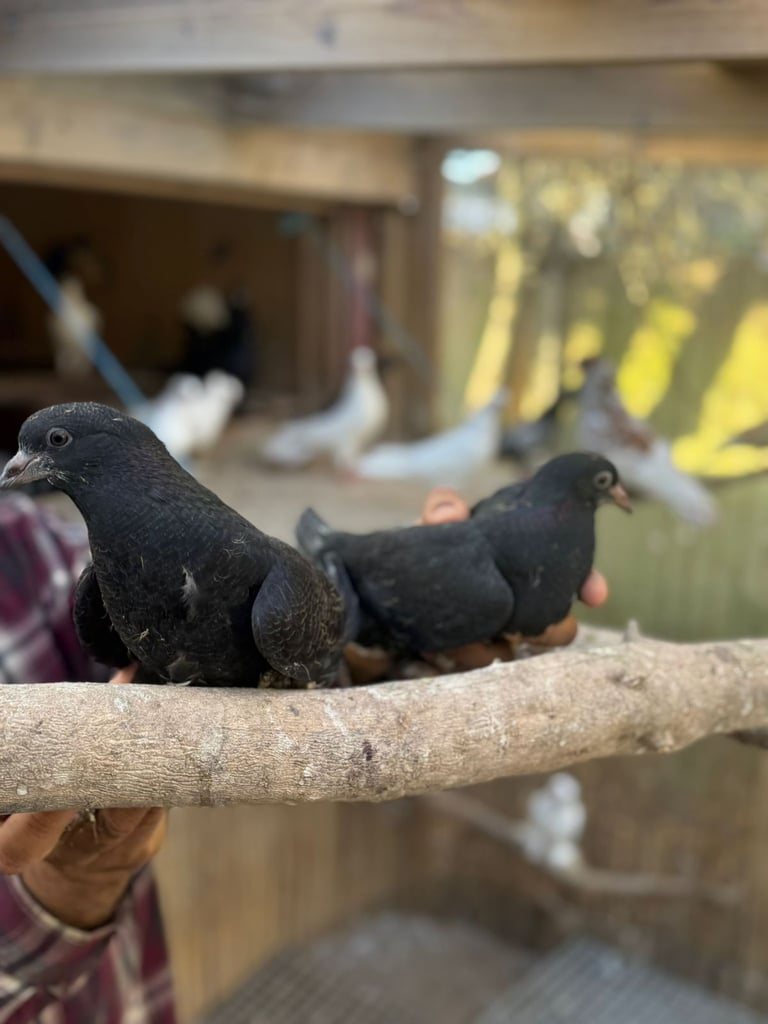 Pigeons for sale 