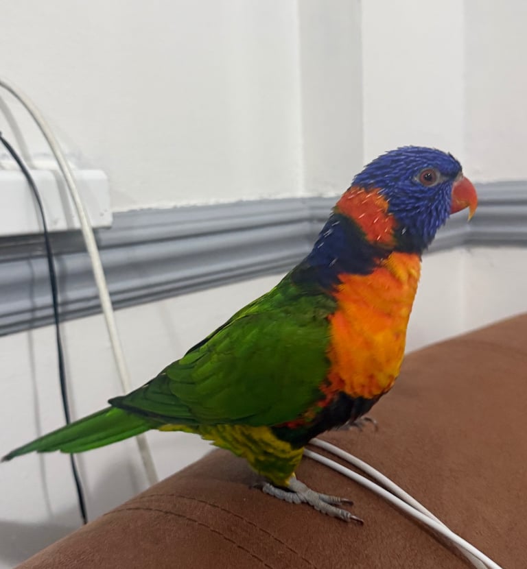 Lorikeet Parrot with Cage 