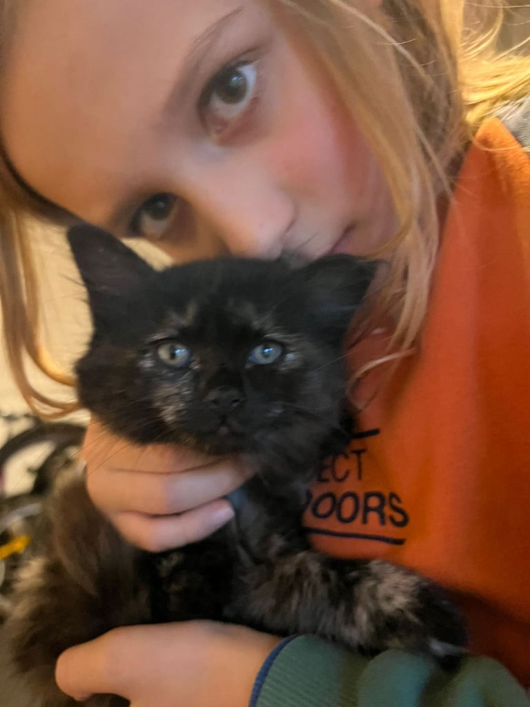 Lovely Tortoiseshell kittens ready to go