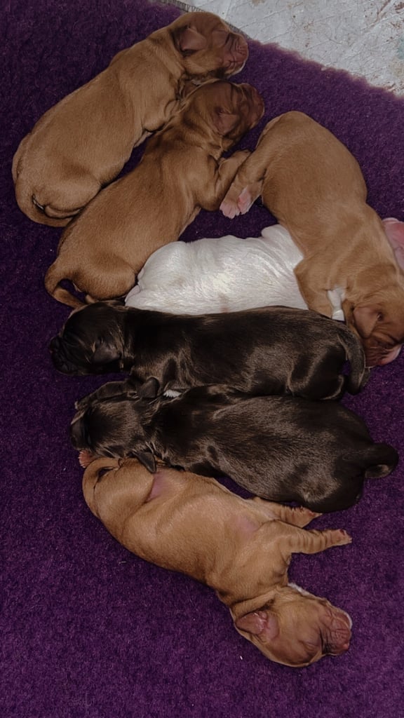 image for Gorgeous cocker spaniels pups