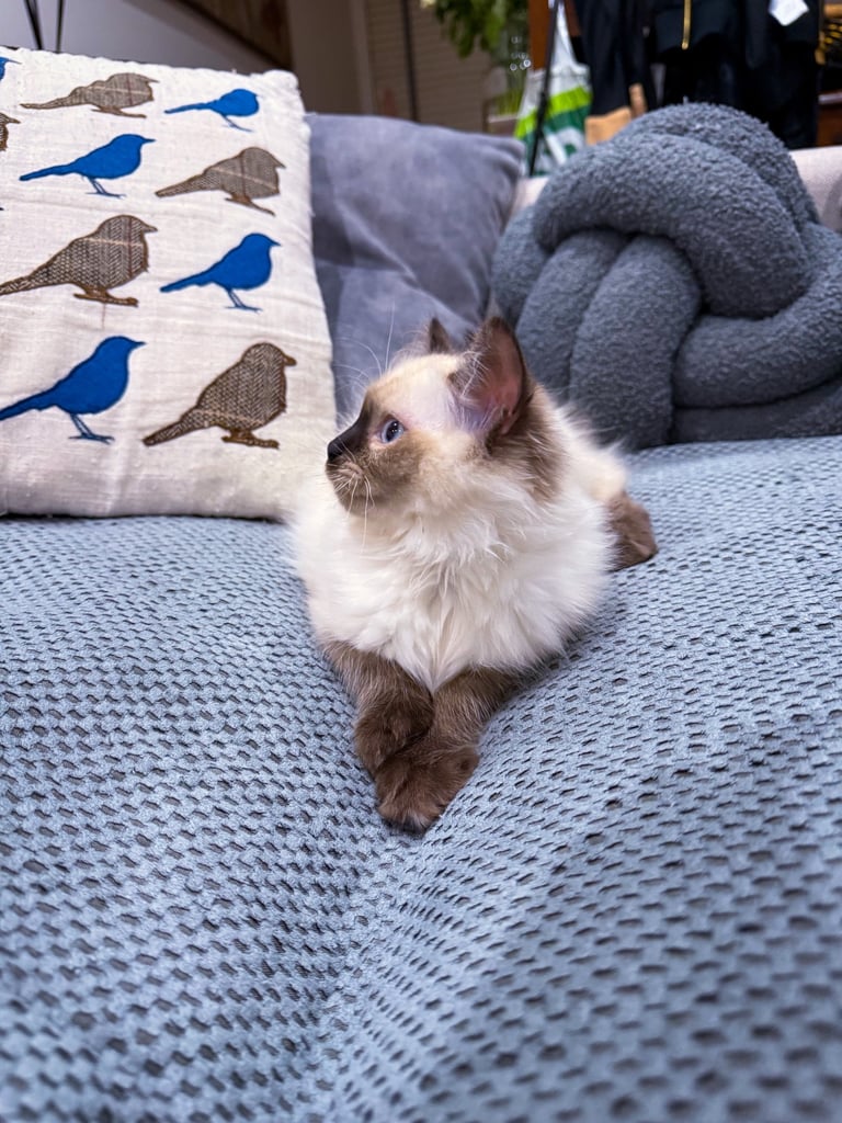 Beautiful Ragdoll Kitten - Last Boy Available (£700)