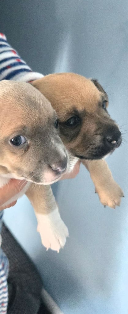 image for Jack Russell puppie