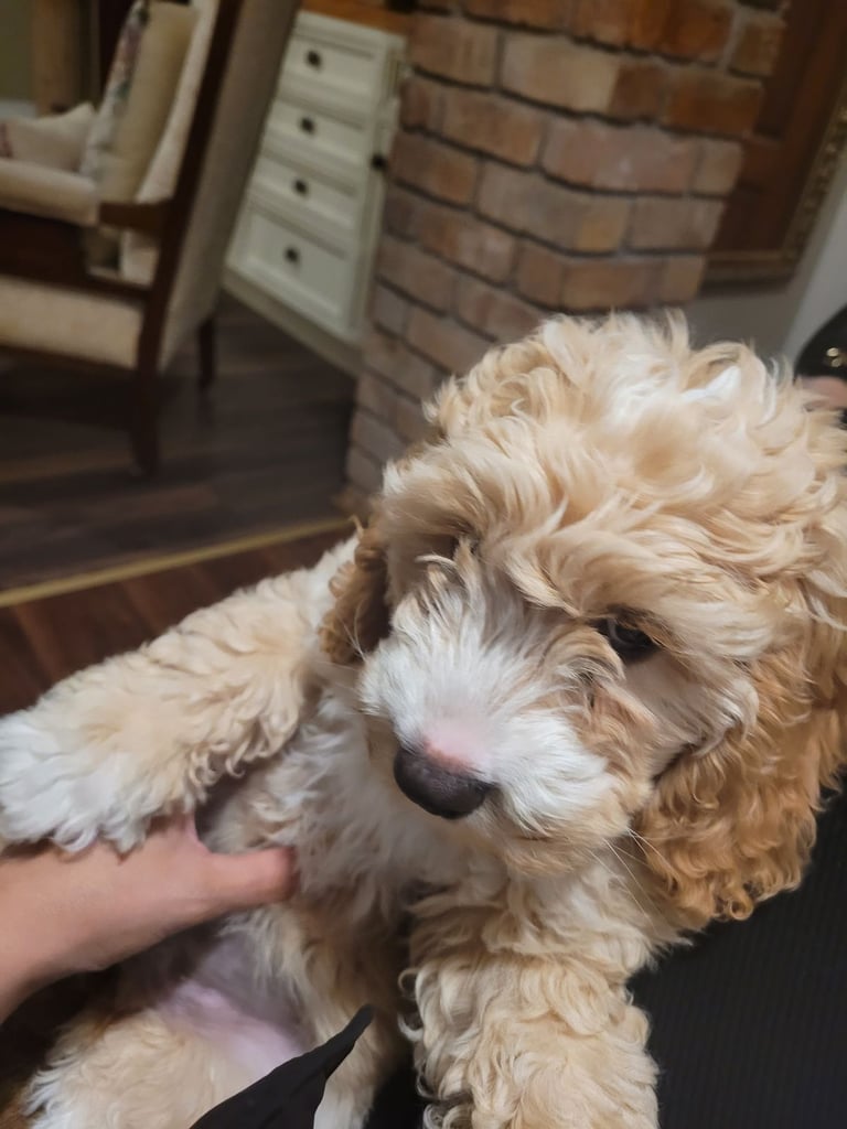 Cockapoo