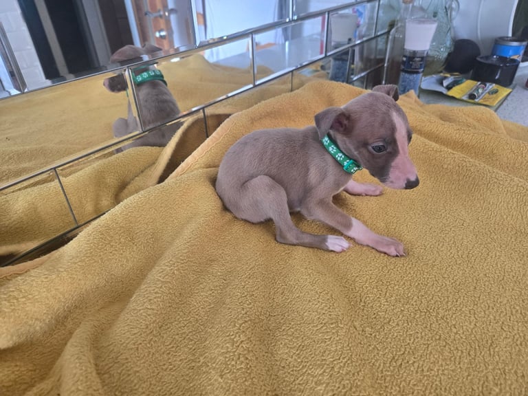 Whippet pups for sale 
