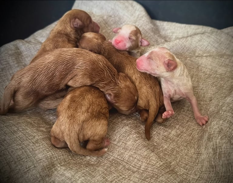 Stunning Cavapoochon Puppies