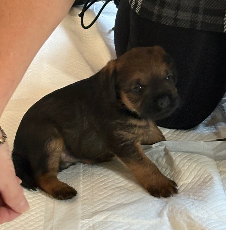 Border Terrier pups 