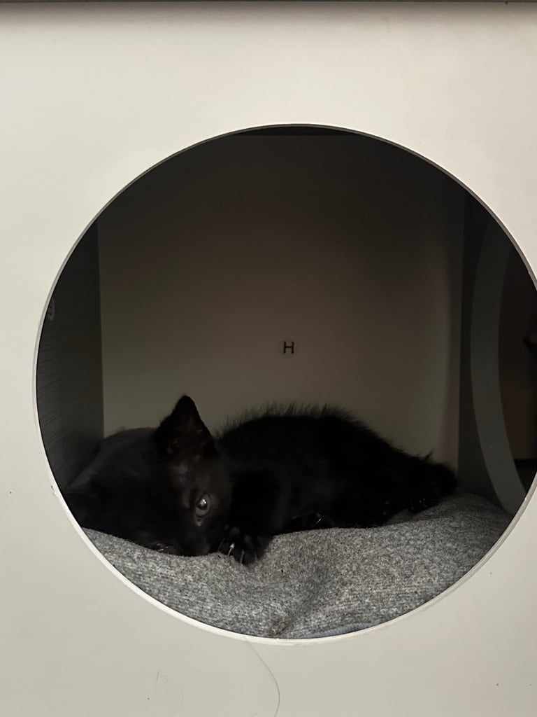 4 adorable kitties for sale
