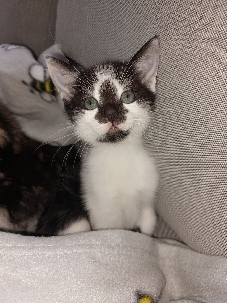 4 gorgeous kittens for sale. 