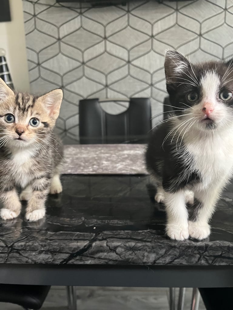 Kittens for sale male and female £50 each
