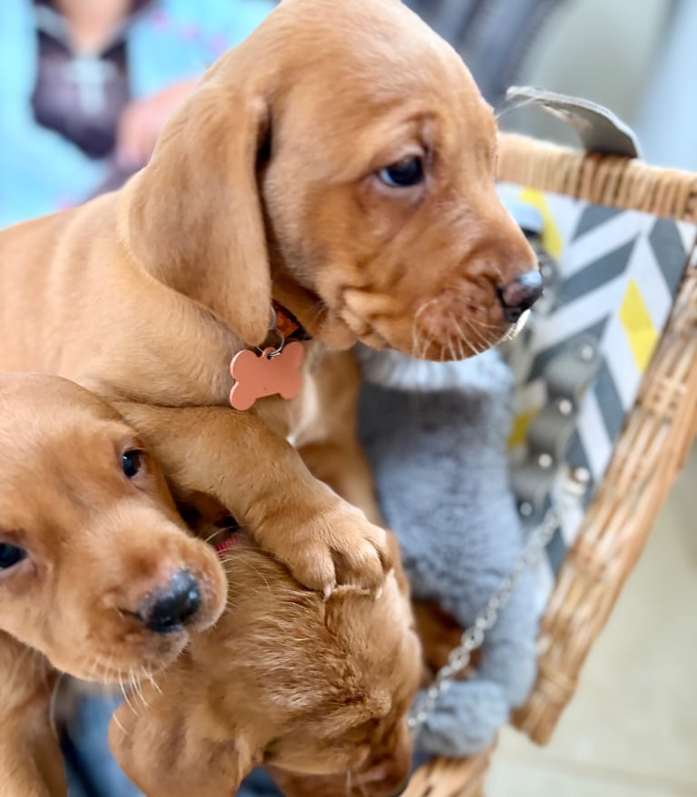 Kc fox red Labrador puppies ready 1 week 