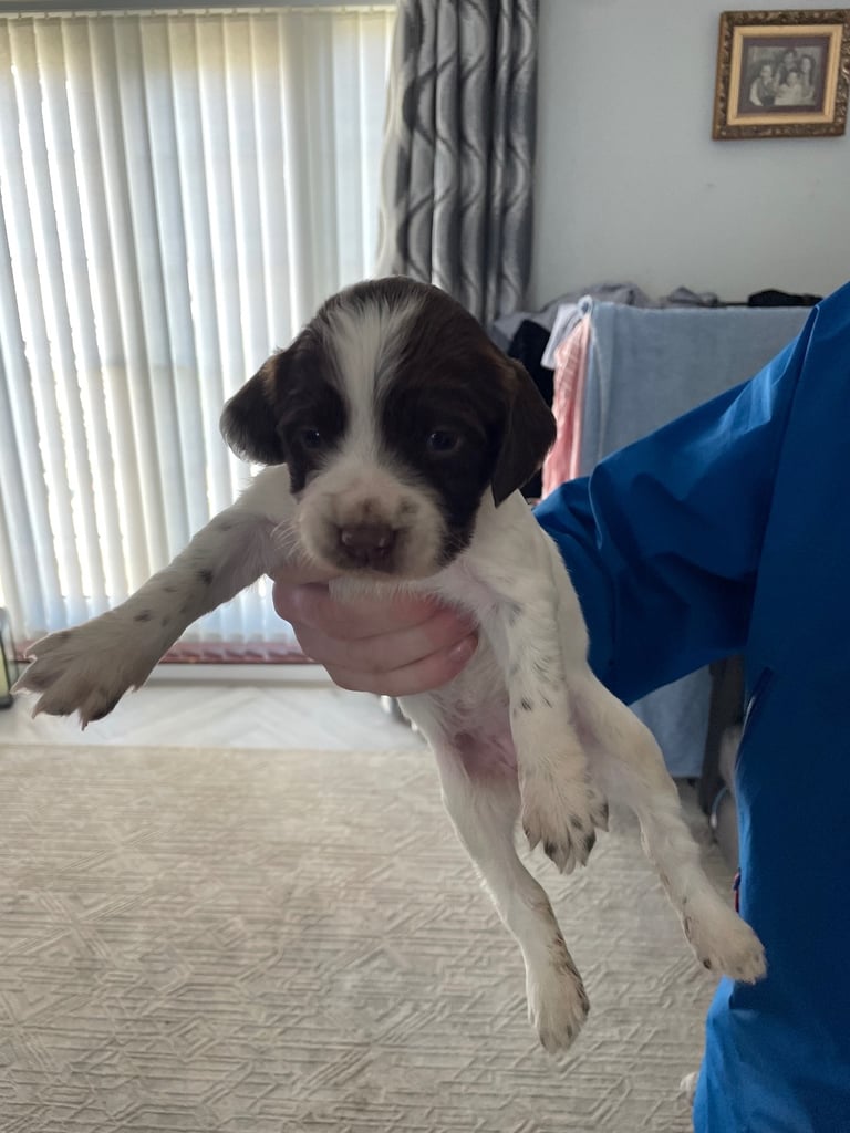 Springer spaniels for sale