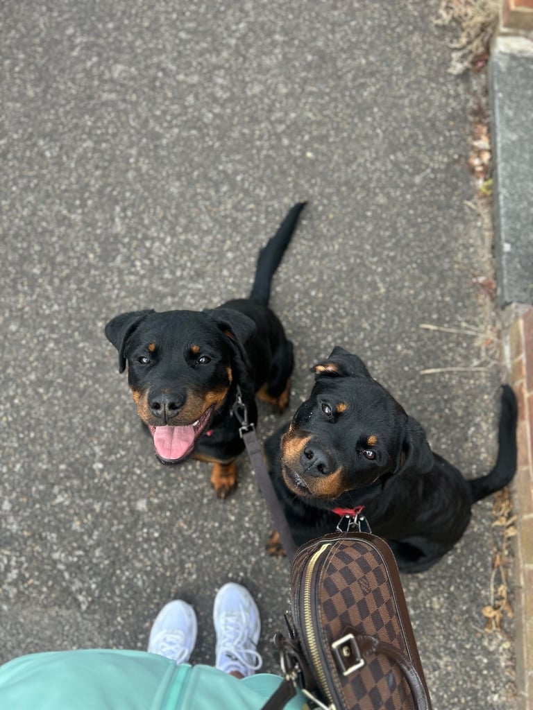Rottweiler puppy’s 