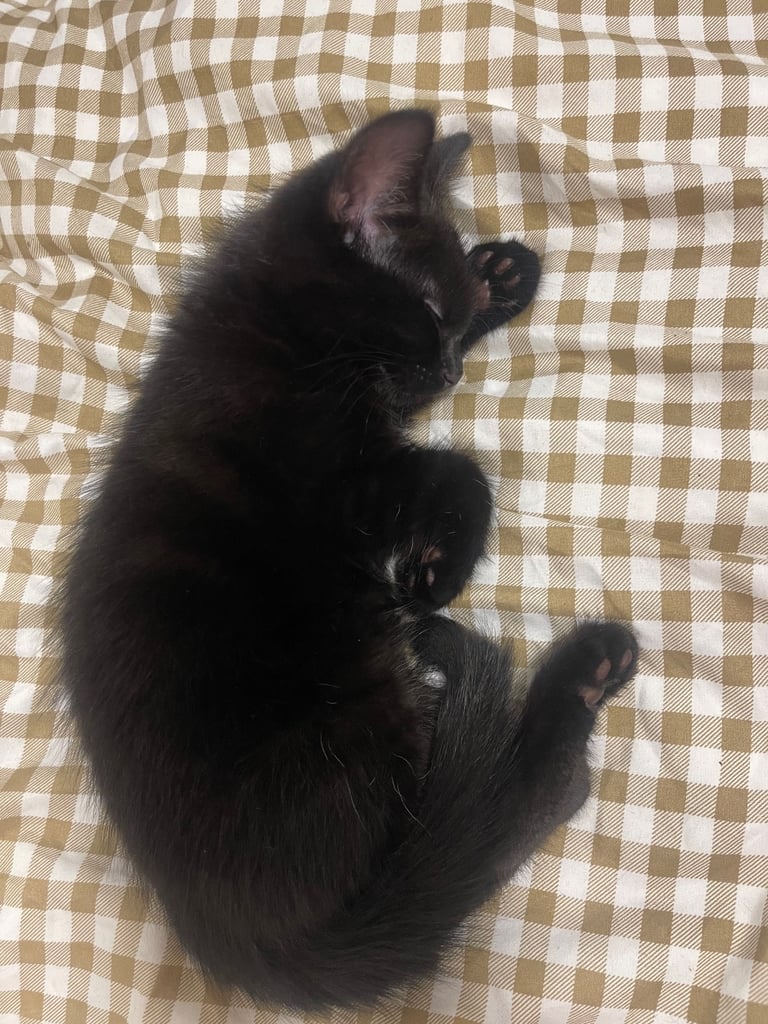 3 month old boy kitten 