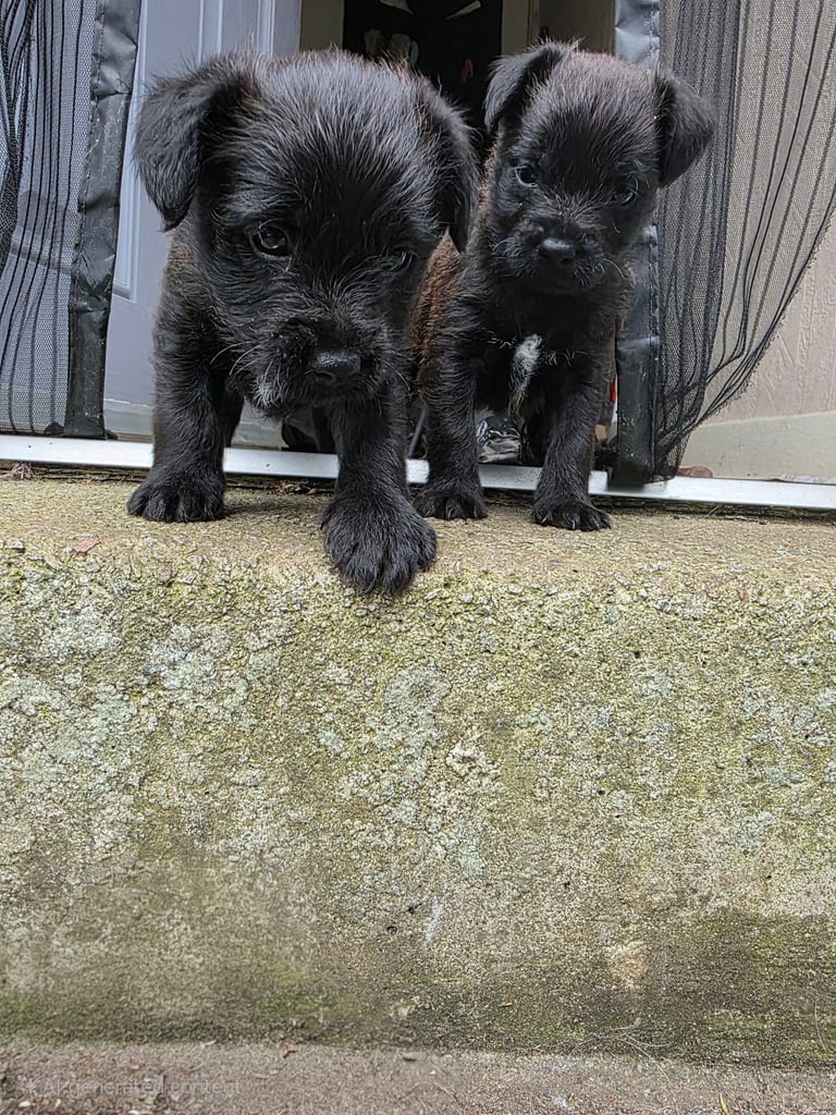 Beautiful border/patterdale bitch puppys