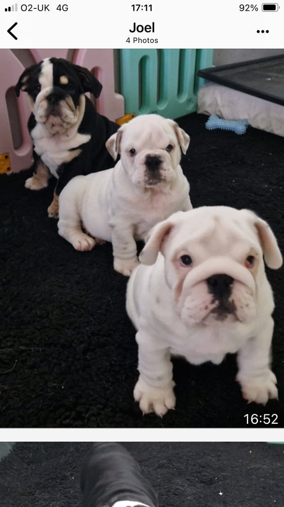 KC registered British bulldog 