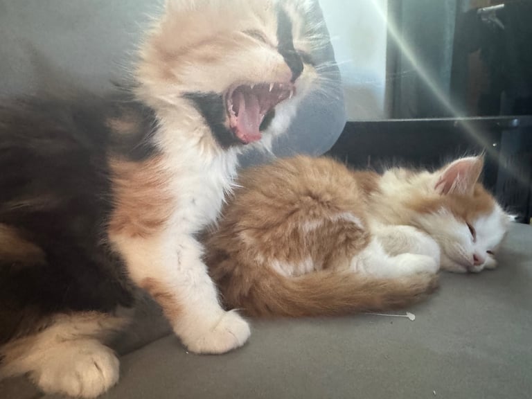 🐾 Adorable Maine Coon Mix Kittens – Ready for Their New Homes! 🐾
