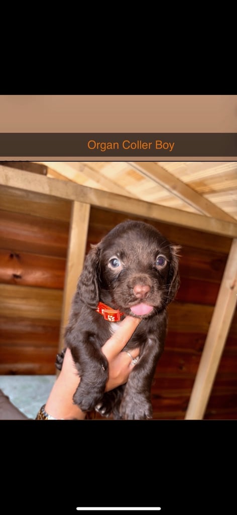 Cocker Spaniel Puppies
