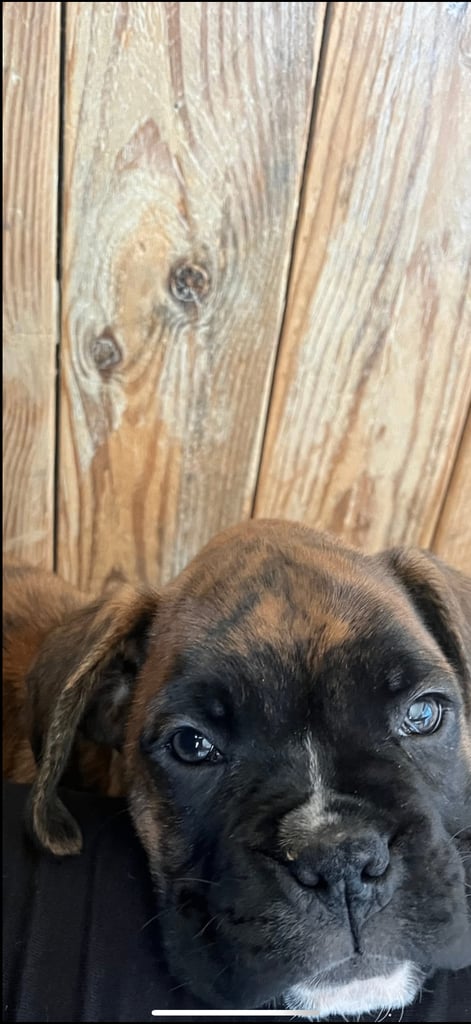 Stunning pedigree boxer puppy