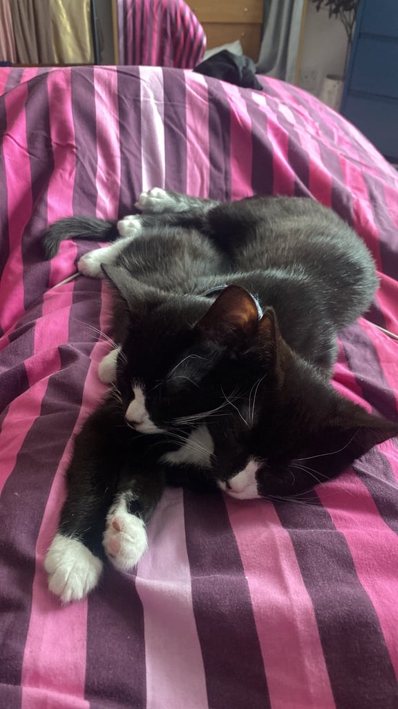 1 year old cats - boy and a girl