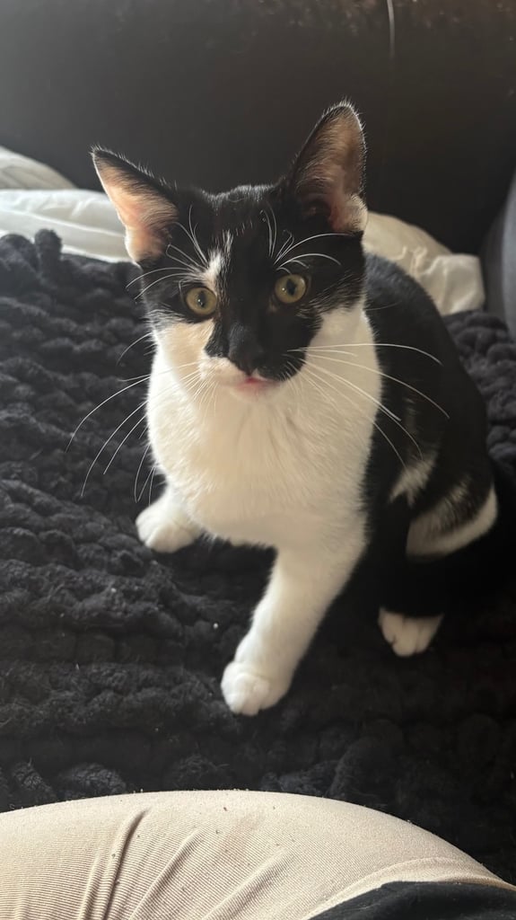 🐾 Kittens for Sale – Ready for New Homes ASAP 🐾